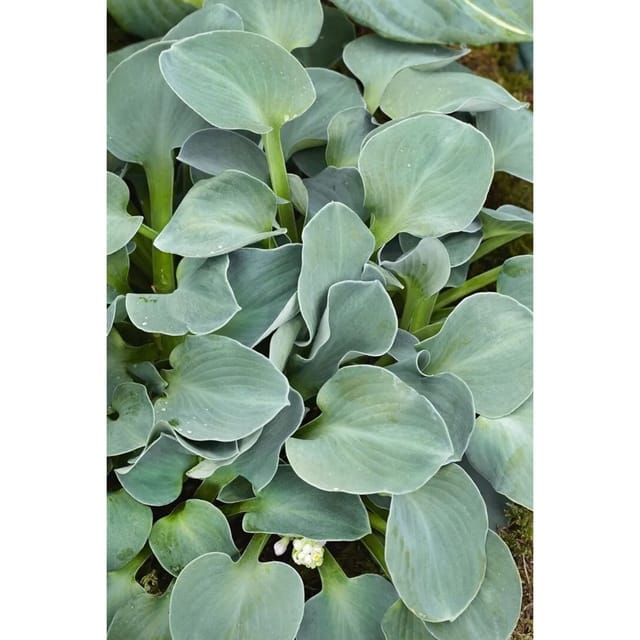 Hosta Tokudama Blue Mouse Ears Blaublattfunkie Ca. 11x11 cm Topf
