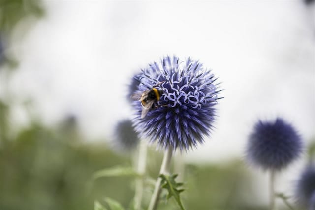Echinops Ritro Kugeldistel Ca. 9x9 cm Topf