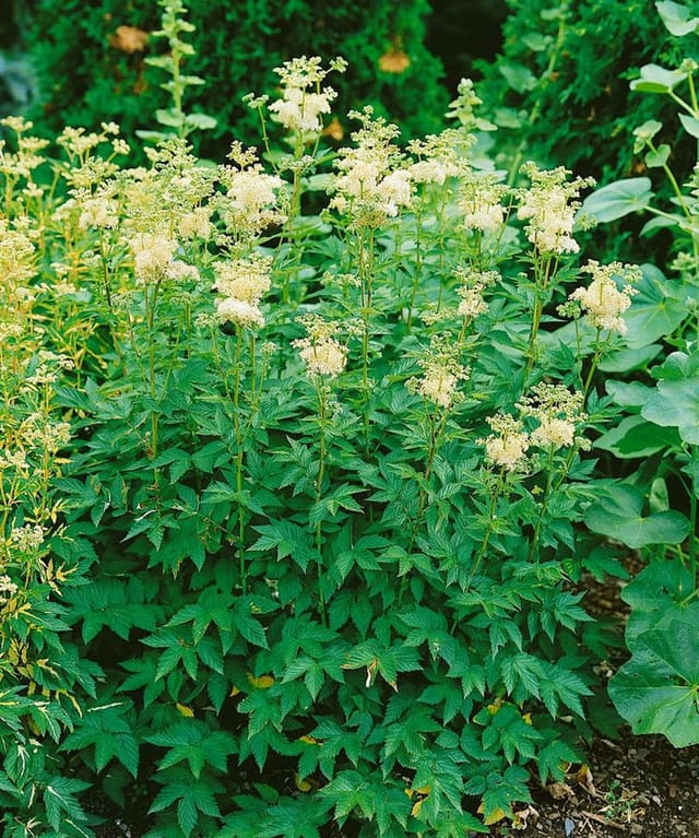 Filipendula Ulmaria Plena Mädesüß Ca. 9x9 cm Topf