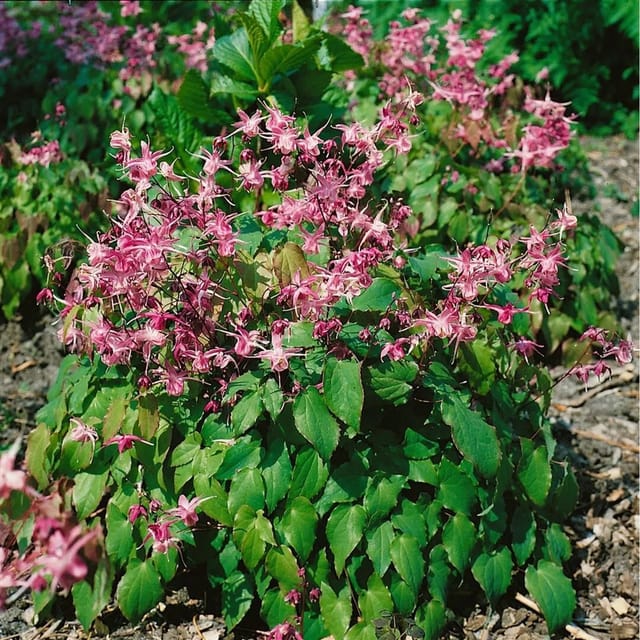Epimedium Grandiflorum Rubinkrone Elfenblume Ca. 9x9 cm Topf