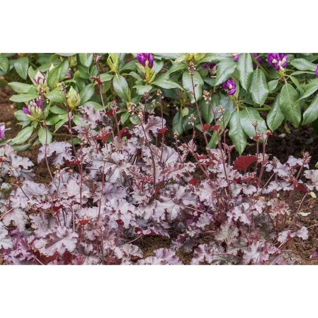 Heuchera Micrantha Stormy Seas Purpurglöckchen Ca. 11x11 cm Topf
