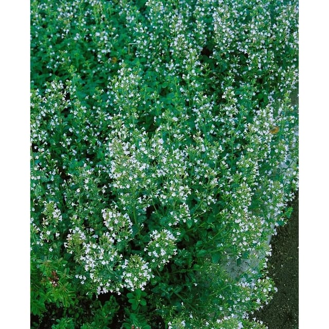 Calamintha Nepeta Blue Cloud Bergminze Ca. 9x9 cm Topf