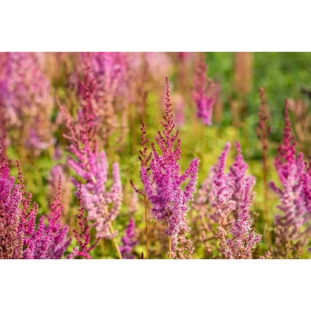 Astilbe Chinensis Var.taquetii Purpurlanze Prachtspiere Ca. 9x9 cm Topf