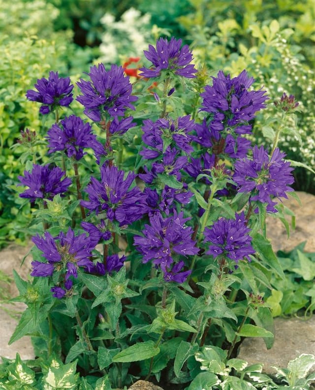 Campanula Glomerata Superba Knäuelglockenblume Ca. 9x9 cm Topf