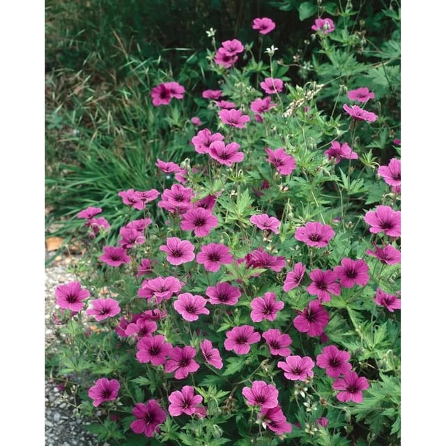 Geranium Psilostemon Ivan Armenischer Storchschnabel Ca. 9x9 cm Topf