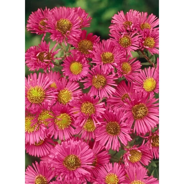 Aster Novae-angliae Alma Pötschke Neuengland Aster Ca. 11x11 cm Topf
