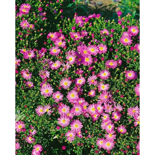 Aster Novi-belgii Rosenhügel Glattblattaster Ca. 11x11 cm Topf