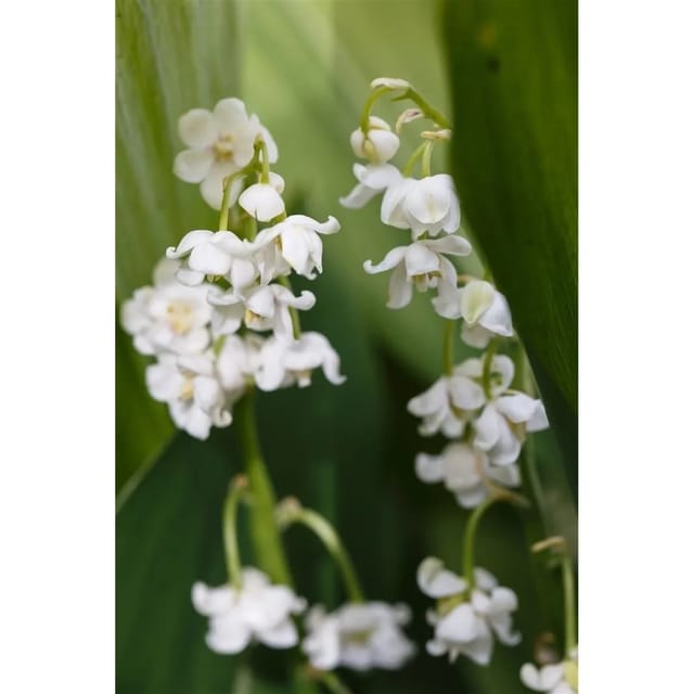 Convallaria Majalis Pleniflora Maiglöckchen Ca. 9x9 cm Topf