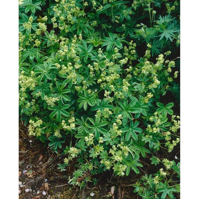 Alchemilla Saxatilis Ca. 9x9 cm Topf