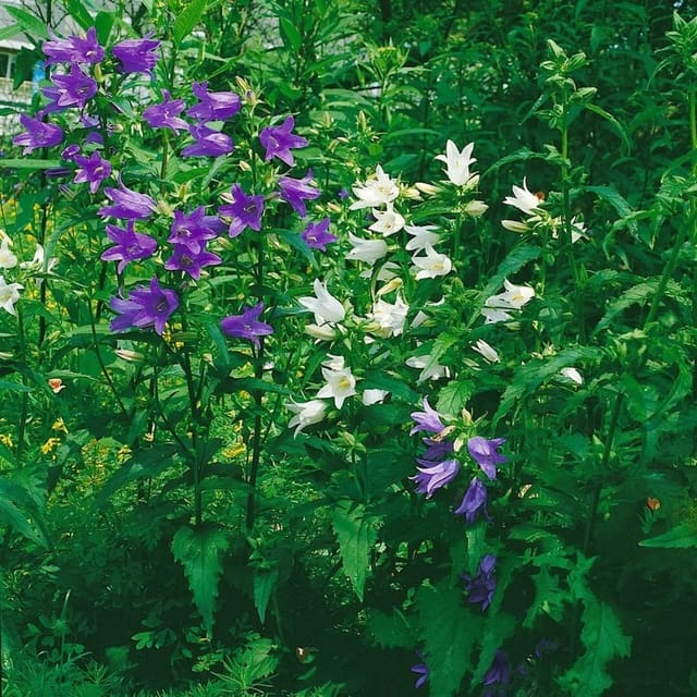 Campanula Trachelium F.alba Nesselblättrige Glockenblume Ca. 9x9 cm Topf