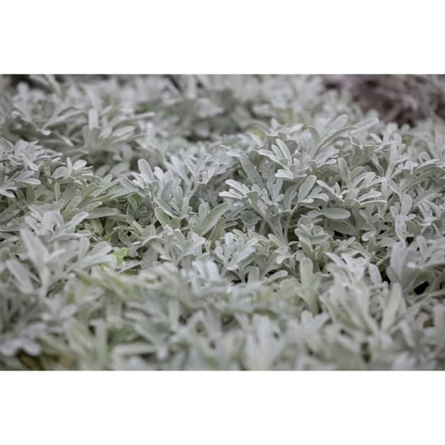 Artemisia Stelleriana Silberwurz Ca. 9x9 cm Topf