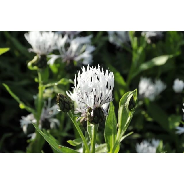 Centaurea Montana Alba Bergflockenblume Ca. 9x9 cm Topf