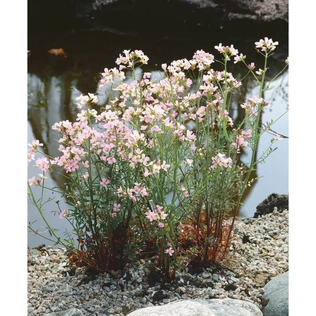 Cardamine Trifolia Dreiblättriges Schaumkraut Ca. 9x9 cm Topf