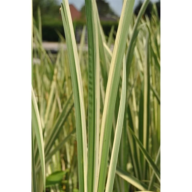 Acorus Calamus Variegatus Kalmus Ca. 9x9 cm Topf
