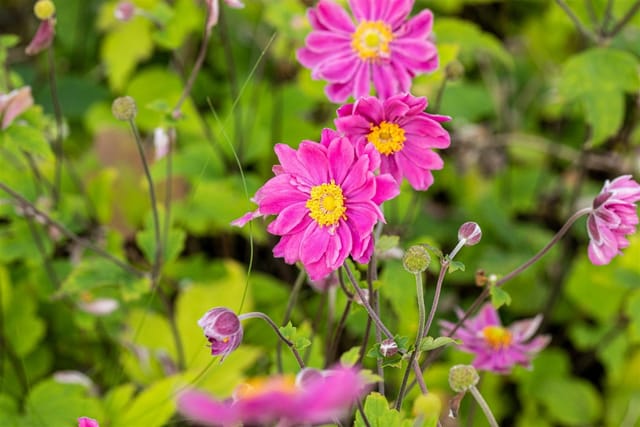 Anemone Japonica Pamina Herbstanemone Ca. 9x9 cm Topf