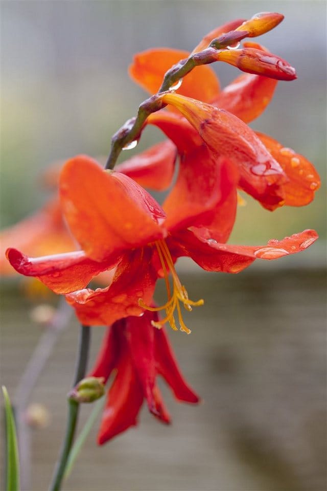 Crocosmia X Crocosmiiflora Babylon Montbretie Ca. 11x11 cm Topf