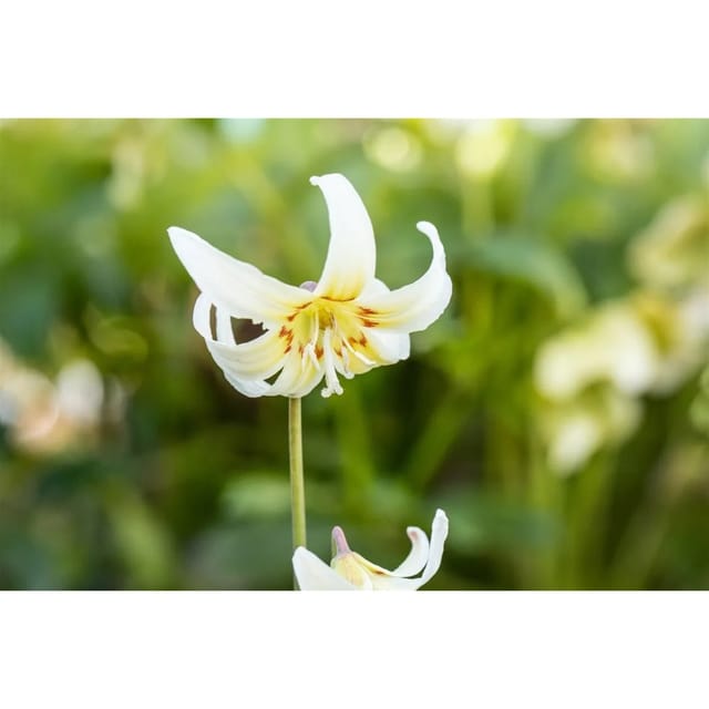 Erythronium Tuolumnense White Beauty Hundszahn Ca. 9x9 cm Topf