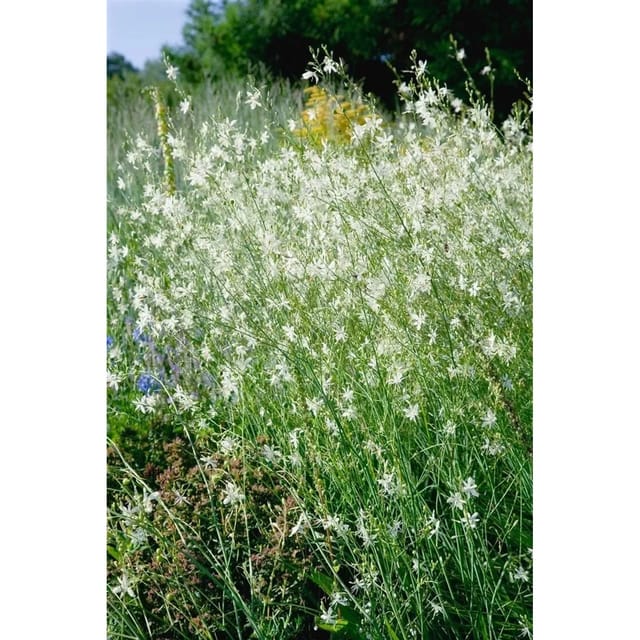 Anthericum Ramosum Ästige Graslilie Ca. 9x9 cm Topf