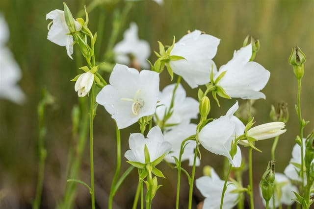 Campanula Persicifolia Grandiflora Alba Pfirsichblättrige Glockenblume Ca. 9x9 cm Topf