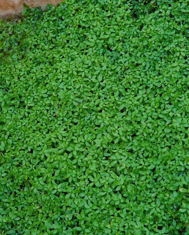 Callitriche Palustris Gewöhnliches Wassersternchen Ca. 9x9 cm Topf