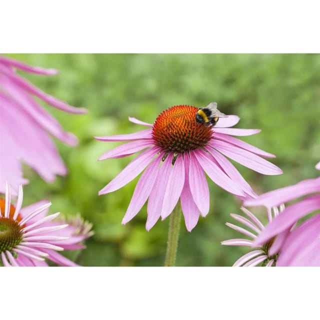 Echinacea Purpurea Magnus Roter Sonnenhut Ca. 9x9 cm Topf