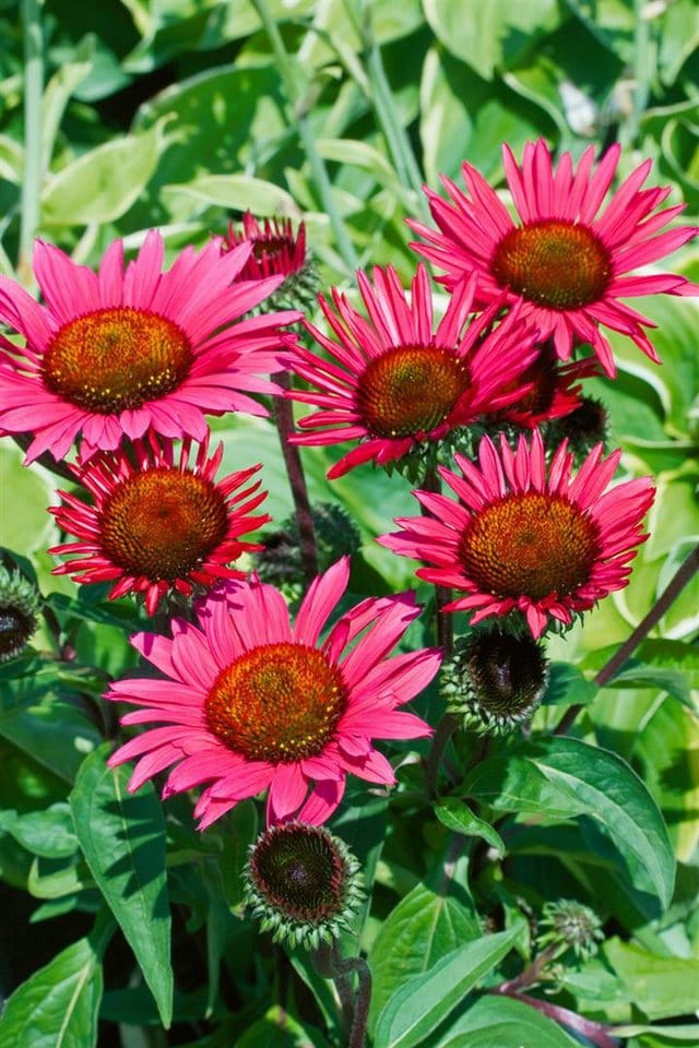 Echinacea Purpurea Fatal Attraction R Purpur Sonnenhut Ca. 11x11 cm Topf