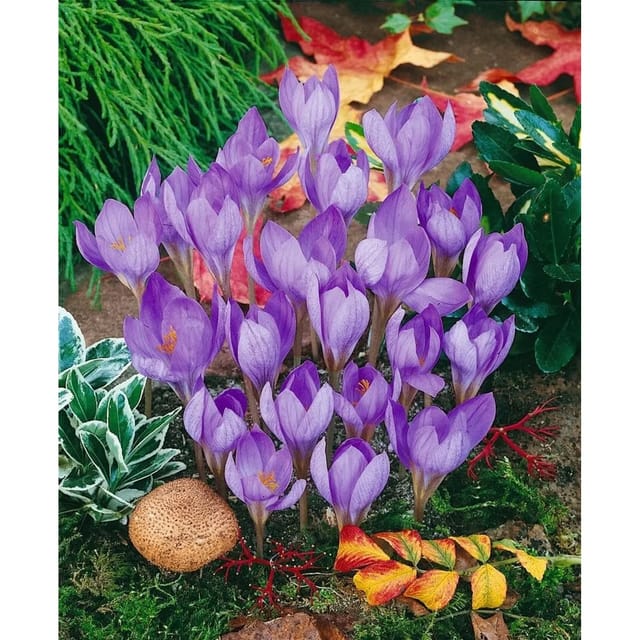Crocus Speciosus Herbstkrokus Ca. 9x9 cm Topf