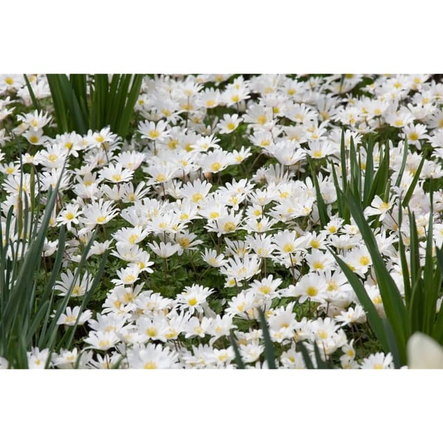 Anemone Blanda White Splendour Balkan Windröschen Ca. 9x9 cm Topf