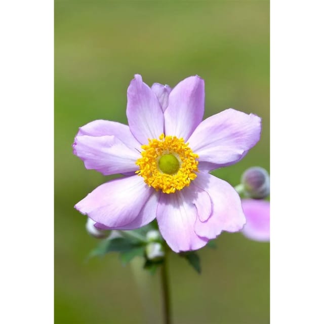 Anemone Tomentosa Serenade Herbstanemone Ca. 9x9 cm Topf