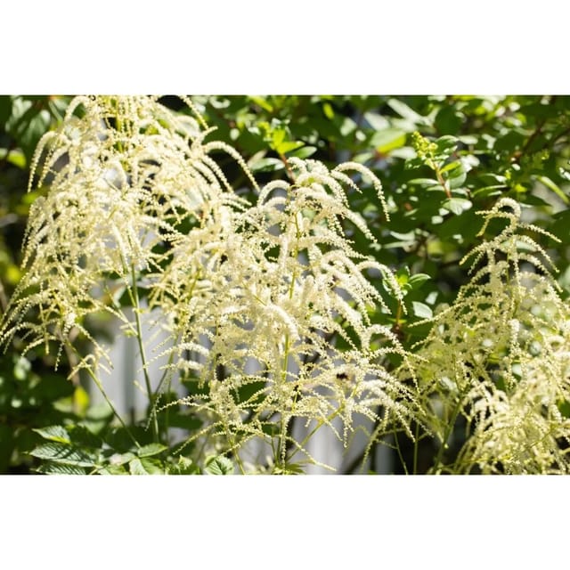 Astilbe Thunbergii Van Der Wielen Prachtspiere Ca. 9x9 cm Topf