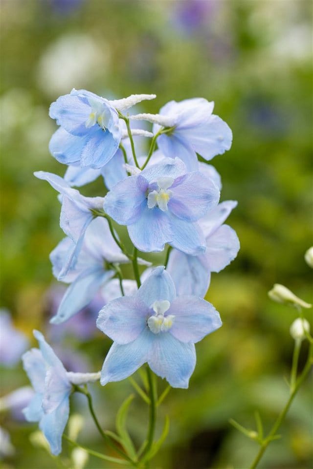 Delphinium Pacific Astolat Rittersporn Ca. 9x9 cm Topf