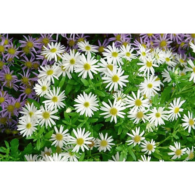 Aster Ageratoides Var.adustus Nanus Ca. 9x9 cm Topf