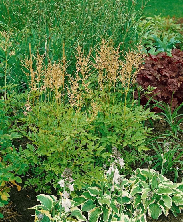 Astilbe Glaberrima Sprite Prachtspiere Ca. 9x9 cm Topf