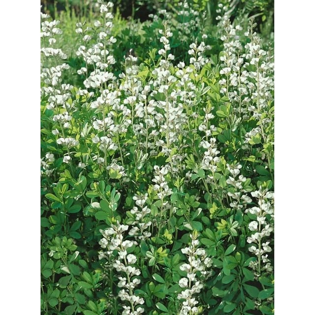 Baptisia Australis Alba Indigolupine Ca. 9x9 cm Topf