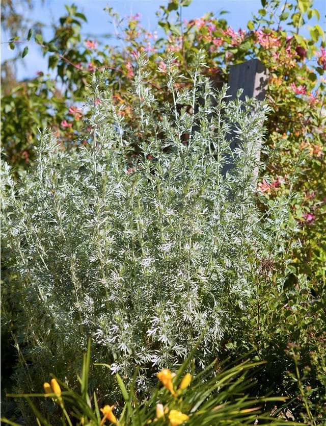 Artemisia Arborescens Powis Castle Ca. 9x9 cm Topf