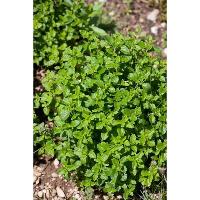 Calamintha Nepeta Triumphator Bergminze Ca. 9x9 cm Topf