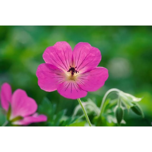 Geranium Wallichianum Pink Penny R Storchschnabel Ca. 11x11 cm Topf