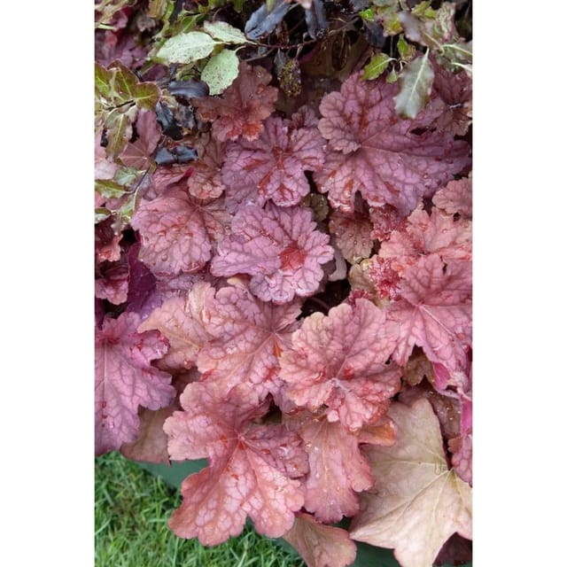 Heuchera Villosa Berry Smoothie Purpurglöckchen Ca. 11x11 cm Topf