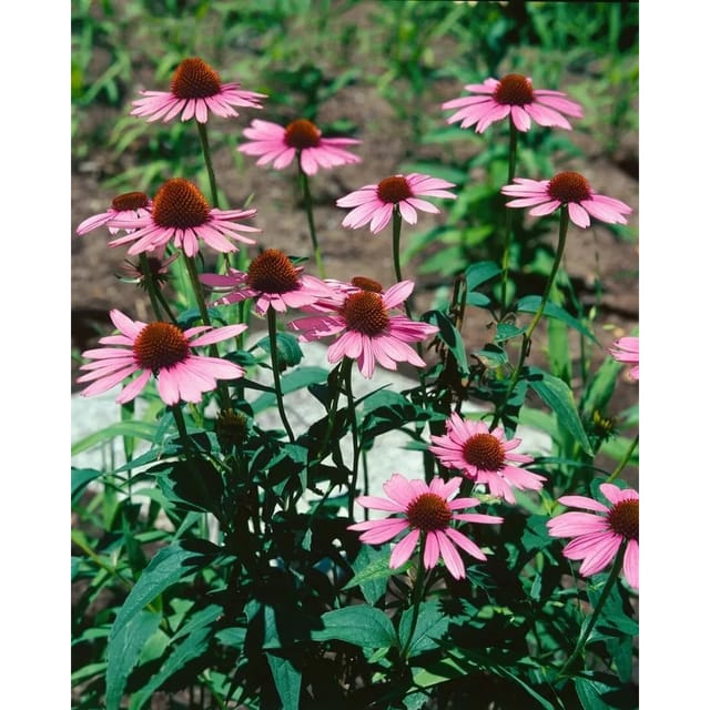 Echinacea Purpurea Vintage Wine R Roter Sonnenhut Ca. 11x11 cm Topf