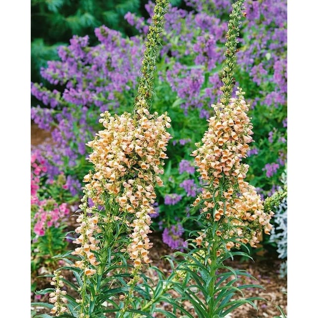 Digitalis Ferruginea Gelber Fingerhut Gelber Herold Ca. 9x9 cm Topf