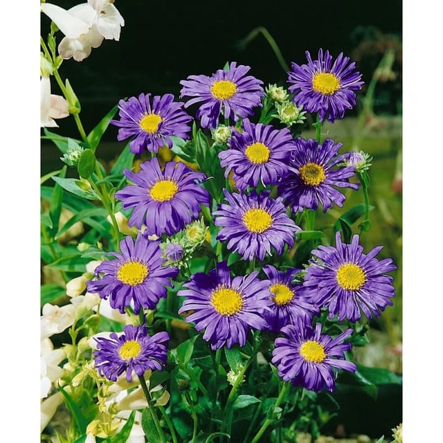 Aster X Frikartii Jungfrau Sommeraster Ca. 9x9 cm Topf