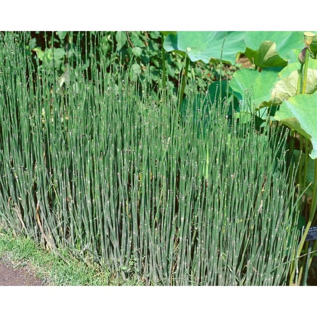 Equisetum Variegatum Ca. 9x9 cm Topf