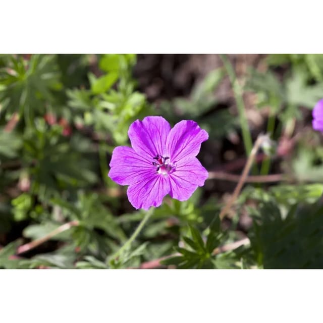 Geranium Sanguineum Blutstorchschnabel Tiny Monster Ca. 9x9 cm Topf