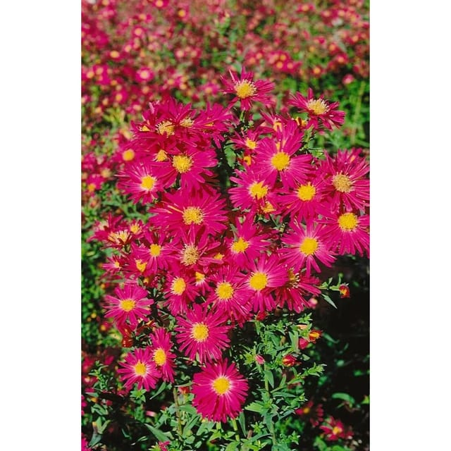 Aster Novi-belgii Crimson Brocade Glattblattaster Ca. 9x9 cm Topf