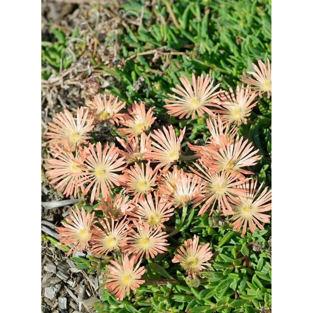 Delosperma Sutherlandii Peach Star Mittagsblume Ca. 9x9 cm Topf