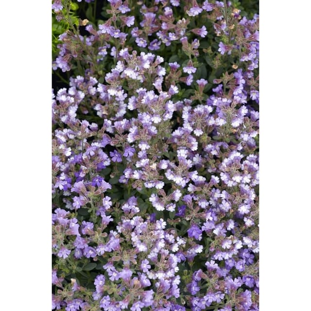 Chaenarrhinum Origanifolium Blue Dream Ca. 9x9 cm Topf