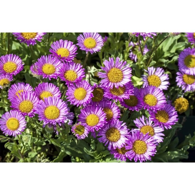 Erigeron Glaucus Sea Breeze R Strand Berufkraut Ca. 11x11 cm Topf