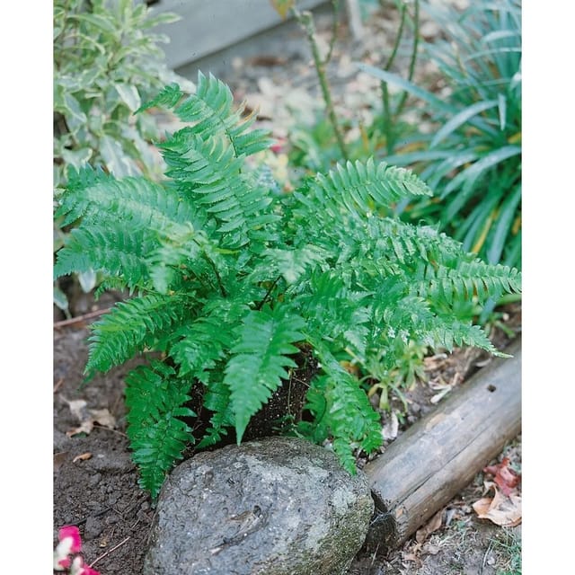 Dryopteris Atrata Ca. 9x9 cm Topf