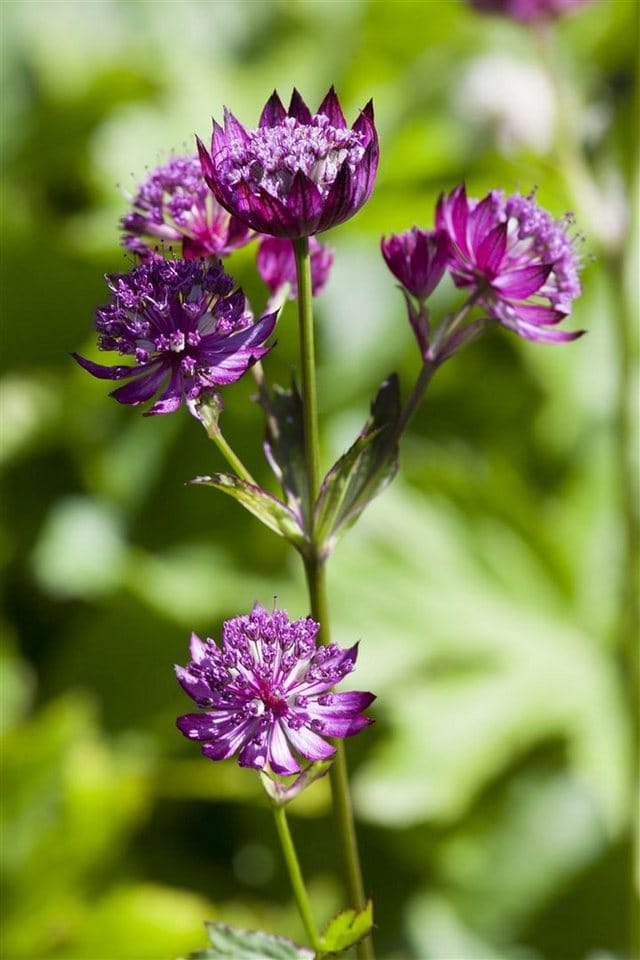 Astrantia Major Große Sterndolde Ca. 9x9 cm Topf