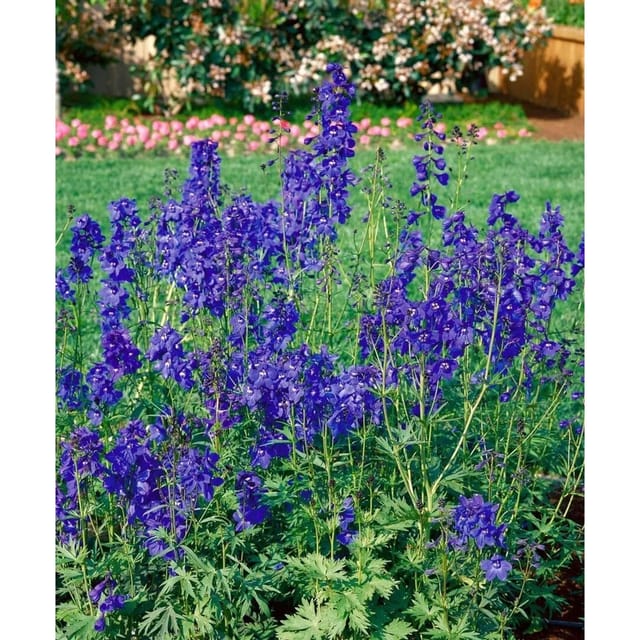 Delphinium X Bellad. Bellamosum Rittersporn Ca. 11x11 cm Topf